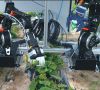 Interessante Praxisanwendungen aus der Robotik zeigt der Roibot-Wettbewerb von Igus. Hier ein früheres Beispiel, wie zwei Roboter Gurken ernten.
