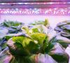 Organic hydroponic vegetable grow with LED Light Indoor farm,Agr