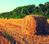 Field after harvesting.Straw bales at sunset.Warm sunlight.Summe